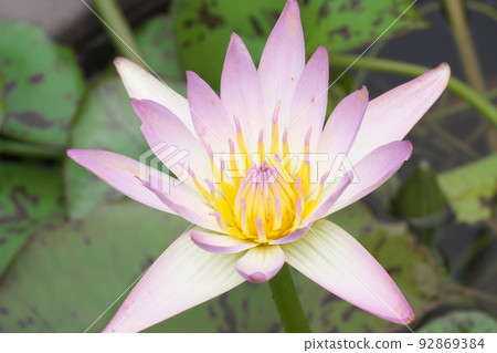花園中的熱帶睡蓮粉紅色花朵 [綠色背景] 92869384