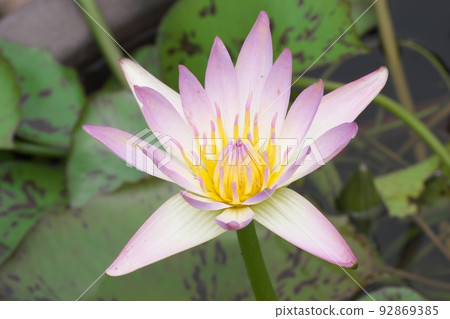 花園中的熱帶睡蓮粉紅色花朵 [綠色背景] 92869385