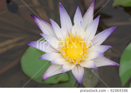 Tropical water lily in flower garden [green background] 92869386