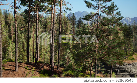 Beautiful remote evergreen forest in mountain Beautiful remote evergreen forest in mountain 92869545