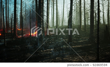 Forest fire with Burned trees after wildfire Forest fire with Burned trees after wildfire 92869594