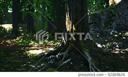Detailed close up view on a forest ground texture with moss 92869626
