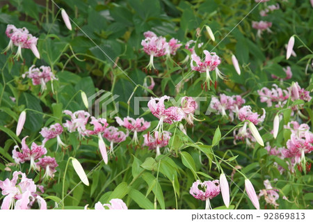 Flower vegetable garden Takiyuri: Variant of Lilium speciosum [green background] 92869813