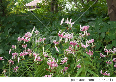 Flower vegetable garden Takiyuri: Variant of Lilium speciosum [green background] 92869814