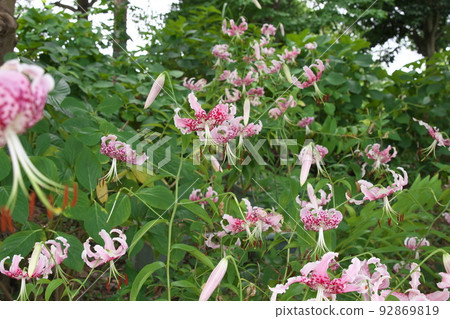 花菜園 Takiyuri：百合的變種 [綠色背景] 92869819