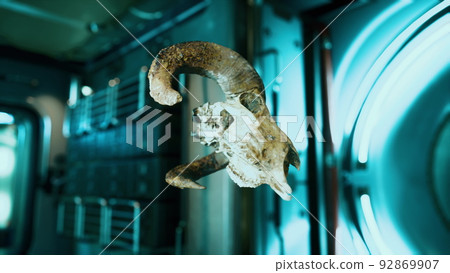 skull of dead ram in international space station skull of dead ram in international space station 92869907
