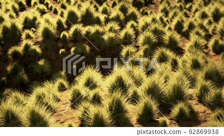 Flat desert with bush and grass Flat desert with bush and grass 92869938