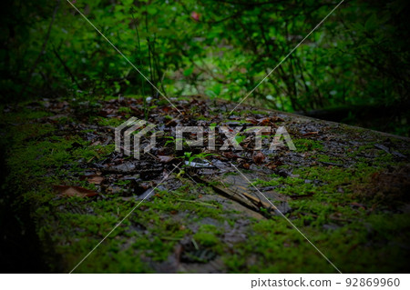 Mossy table Mossy table 92869960