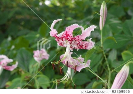 Flower vegetable garden Takiyuri: Variant of Lilium speciosum [green background] 92869966