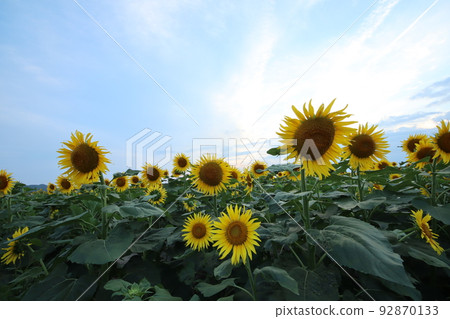 Sunflower 3373 92870133