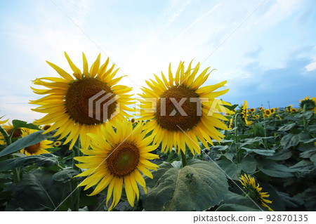 向日葵3378 92870135