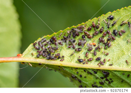 Close-up of aphids on a green leaf. 92870174