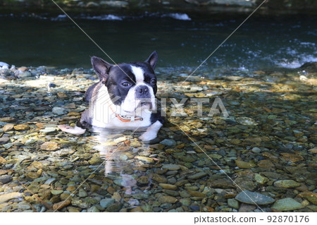 Mighty-kun, a Boston terrier, looks at the mountain stream comfortably in the shallow waters of the Tokigawa River in Tokigawa Town, a popular spot for playing in the river. 92870176
