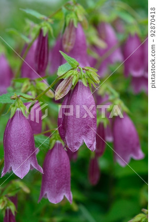 Firefly brush Firefly brush 92870418