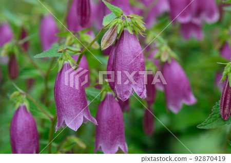 螢火蟲刷 螢火蟲刷 92870419