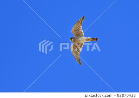 A cool peregrine falcon flying in the blue sky of Costa Rica American kestrel 92870438