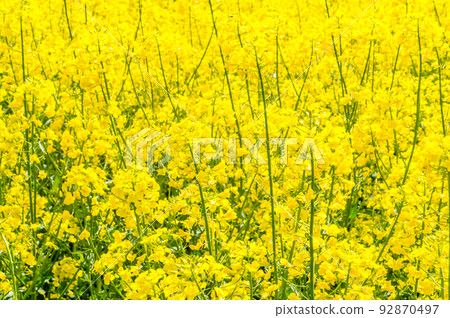 Detail of canola flowers at sunny day. Rape seed is plant for green energy and oil industry. Detail of canola flowers at sunny day. Rape seed is plant for green energy and oil industry. 92870497