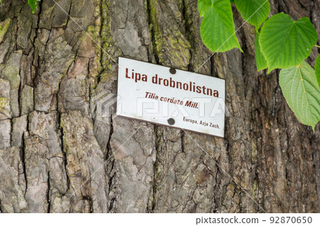 Sign in Polish language Tilia cordata (small-leaved lime, occasionally little-leaf or littleleaf linden). Sign in Polish language Tilia cordata (small-leaved lime, occasionally little-leaf or littleleaf linden). 92870650