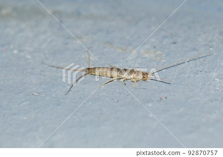 Silverfish (Lepisma saccharinum) is a species of small, primitive, wingless insect in the order Zygentoma. Silverfish (Lepisma saccharinum) is a species of small, primitive, wingless insect in the order Zygentoma. 92870757