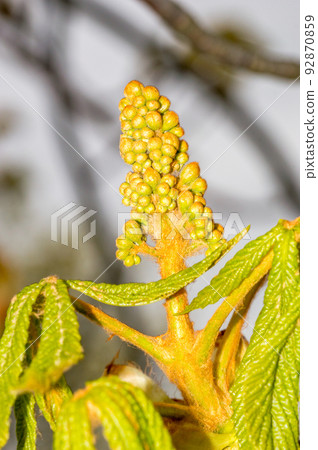 Green and yellow flower spike (Aesculus) bud in springtime. 92870859