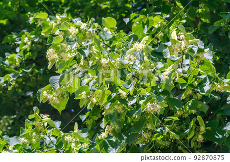 View on Tilia cordata leaves and flowers. 92870875