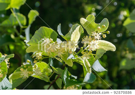 Linden yellow blossom of Tilia cordata tree (small-leaved lime, little leaf linden flowers or small-leaved linden bloom). 92870886