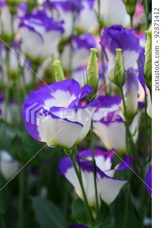 龍膽科洋桔梗 龍膽科洋桔梗 92871412