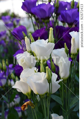 龍膽科洋桔梗 92871413