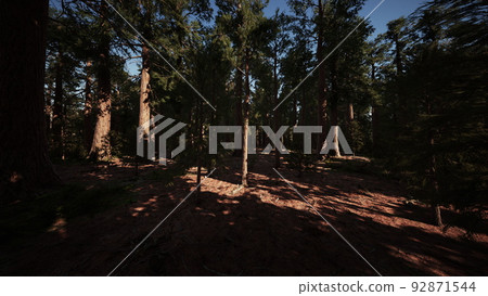 Giant Sequoias Trees or Sierran redwood growing in the forest Giant Sequoias Trees or Sierran redwood growing in the forest 92871544
