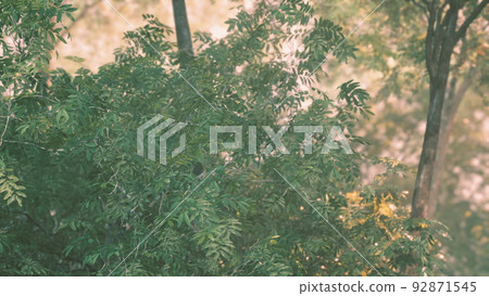Evening forest with sun and volume light Evening forest with sun and volume light 92871545