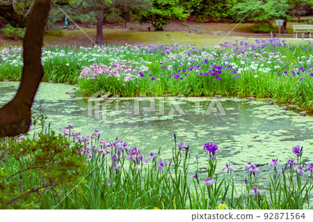 特別之處：栗林公園的鳶尾花 92871564