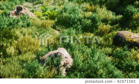 solid rock in the middle of green ground solid rock in the middle of green ground 92871565