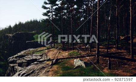 Deep Scandinavian woods on a late summer evening Deep Scandinavian woods on a late summer evening 92871597