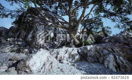 Single tree in the rocky mountains 92871628