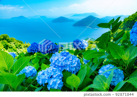 Shiudeyama, one of the most famous hydrangea spots in Kagawa prefecture 92871844