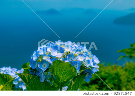 Shiudeyama,香川縣最著名的繡球花景點之一 Shiudeyama,香川縣最著名的繡球花景點之一 92871847