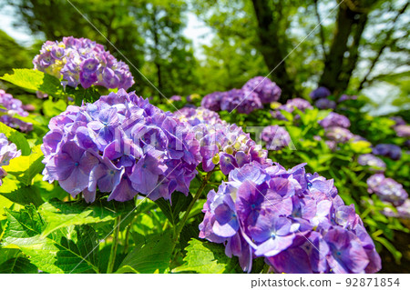 Shiudeyama,香川縣最著名的繡球花景點之一 Shiudeyama,香川縣最著名的繡球花景點之一 92871854