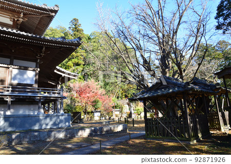 Autumn leaves of Sainenji 2021-11-28 #10 Autumn leaves of Sainenji 2021-11-28 #10 92871926