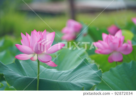 lotus 8738 lotus 8738 92872034