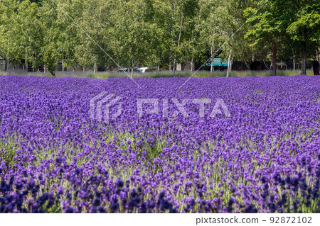 盛開的薰衣草,為北海道南中富良野町的夏天增添色彩(7月) 盛開的薰衣草,為北海道南中富良野町的夏天增添色彩(7月) 92872102