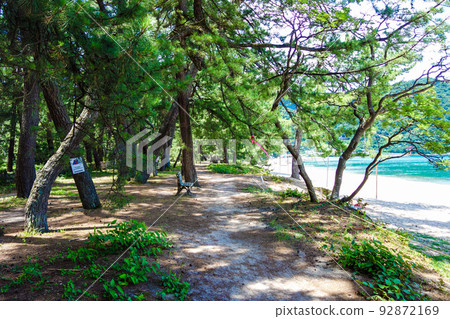 Pine Forest and Beach [Kehi no Matsubara Beach] 92872169