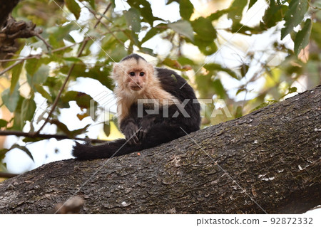 A lively and adorable capuchin monkey found in Costa Rica's national parks A lively and adorable capuchin monkey found in Costa Rica's national parks 92872332