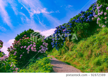 Shikokuchuo Shingu Hydrangea Village Shikokuchuo Shingu Hydrangea Village 92872389
