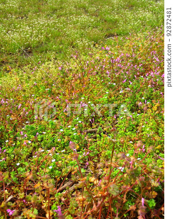 佛座與薺菜花開的春田風光 92872481