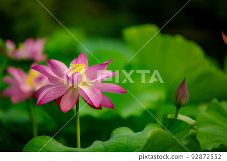 特色景點:栗林花園荷花和睡蓮最佳觀賞時間 特色景點:栗林花園荷花和睡蓮最佳觀賞時間 92872552