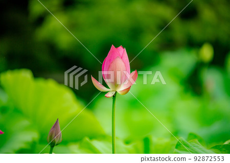 特色景點:栗林花園荷花和睡蓮最佳觀賞時間 特色景點:栗林花園荷花和睡蓮最佳觀賞時間 92872553