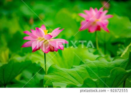 特色景點:栗林花園荷花和睡蓮最佳觀賞時間 特色景點:栗林花園荷花和睡蓮最佳觀賞時間 92872555