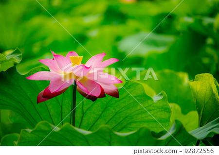 特色景點:栗林花園荷花和睡蓮最佳觀賞時間 特色景點:栗林花園荷花和睡蓮最佳觀賞時間 92872556