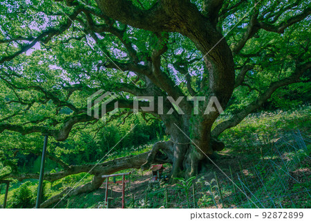 Shishijima, a mysterious small island with a 1200-year-old giant tree Shishijima, a mysterious small island with a 1200-year-old giant tree 92872899