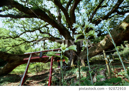 Shishijima, a mysterious small island with a 1200-year-old giant tree Shishijima, a mysterious small island with a 1200-year-old giant tree 92872910